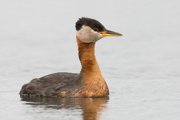 LOONS AND GREBES